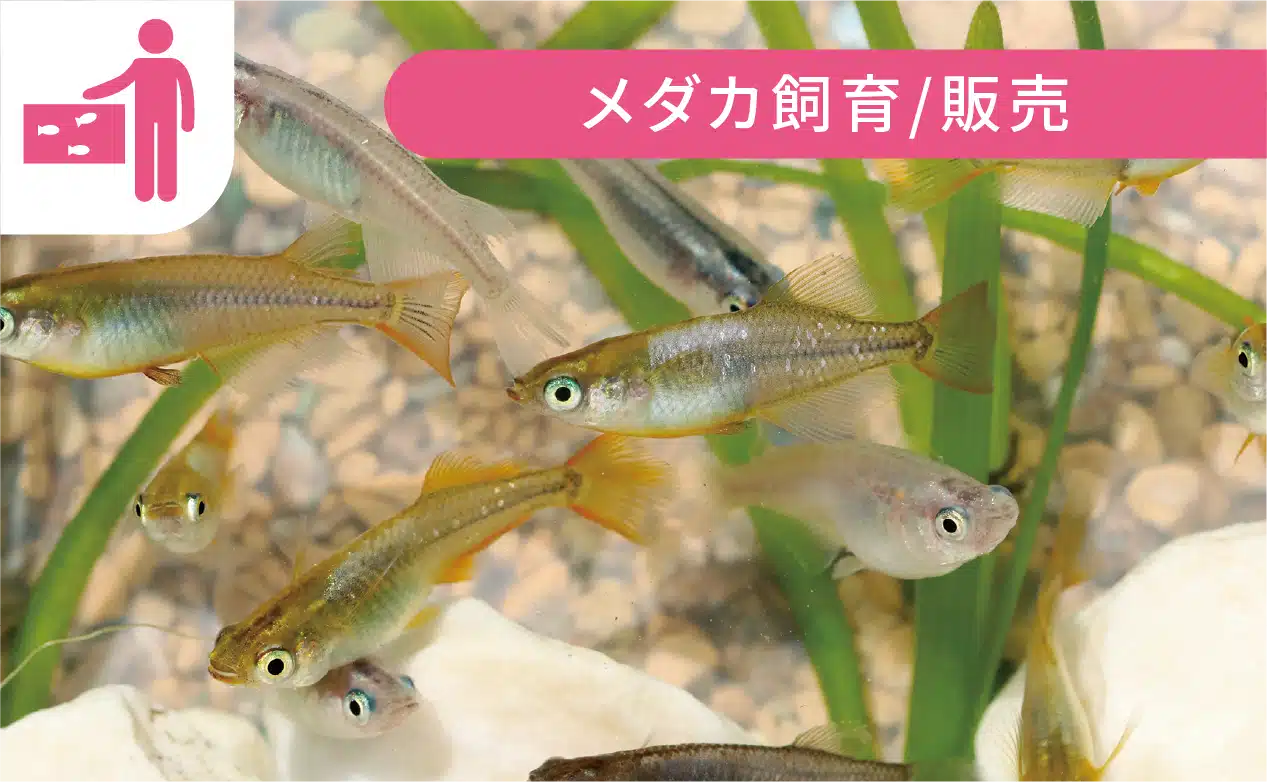 メダカ飼育・販売
